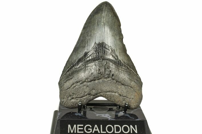 Serrated, Fossil Megalodon Tooth - South Carolina #226451